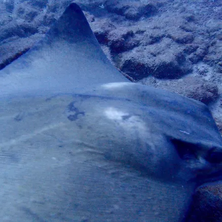 Apartment Cozy Costa Del Silencio