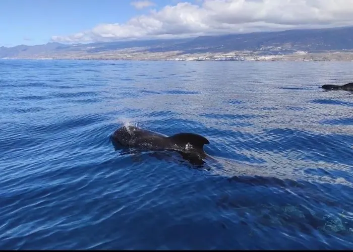 Cozy *